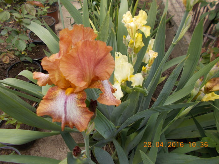 DSCN1738