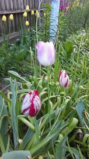 13062019_1110523635676669_2903301759900053582_n - Primavara 2014-2018