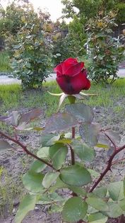 primul trandafir - Primavara 2014-2018