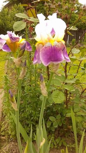 13244800_1119843518078014_276635238218331323_n - Primavara 2014-2018