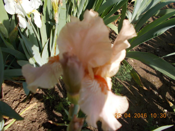 DSCN1722