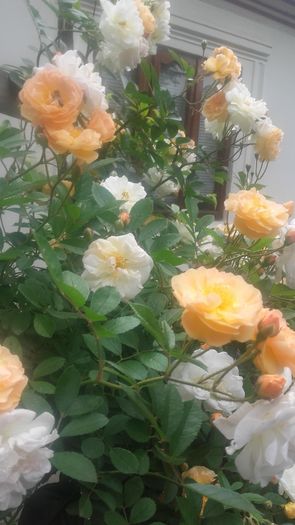 Ghislaine de feligonde