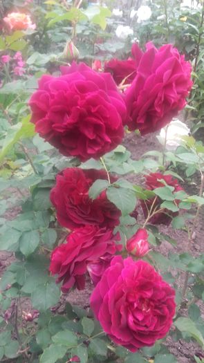 20160521_100702