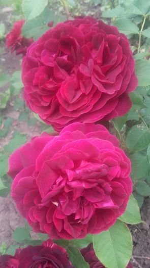 20160521_100728