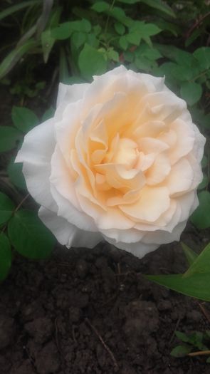 20160521_100744