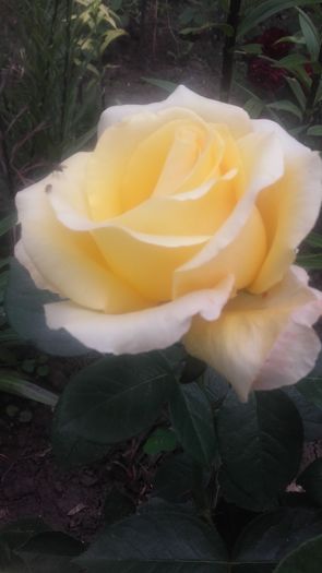 20160521_100806