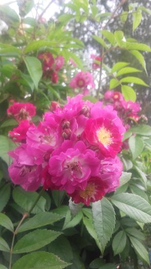 perennial blue - trandafiri urcatori 2016