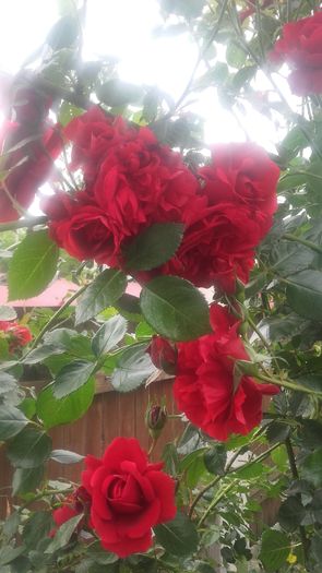 20160521_101236 - trandafiri urcatori 2016