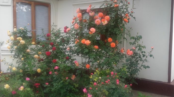 westerland,tess d., CPM - trandafiri urcatori 2016