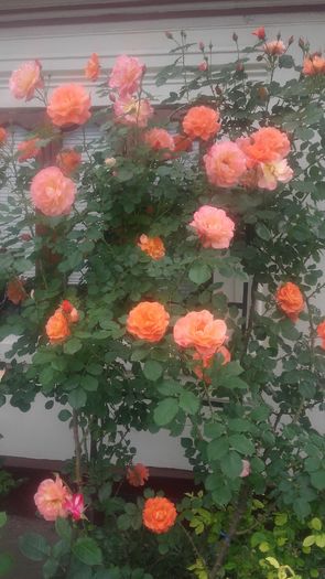 westerland - trandafiri urcatori 2016