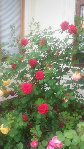 tess - trandafiri urcatori 2016