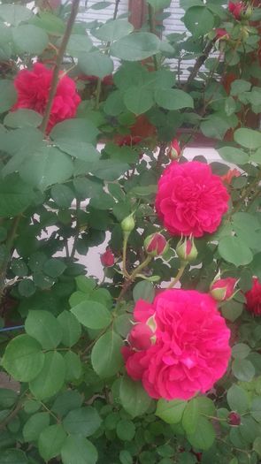 tess - trandafiri urcatori 2016