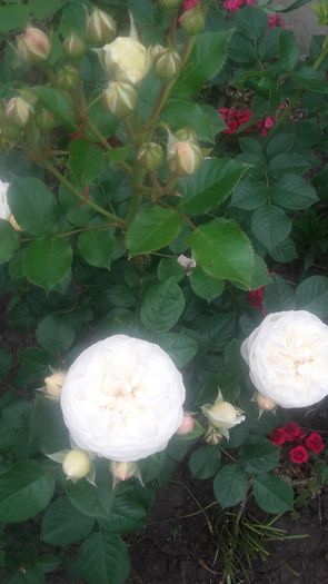 20160521_101755