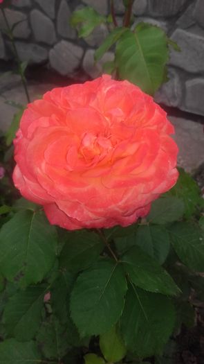 emilien guillot - trandafiri 2016