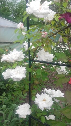 trebuia sa fie barock !!!