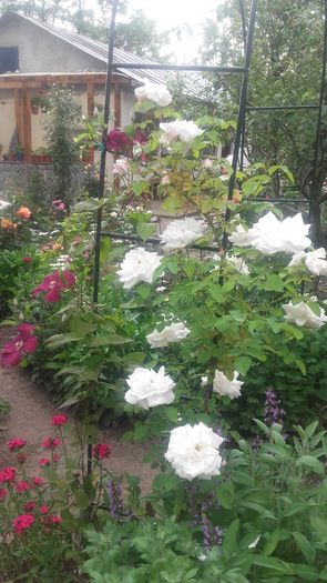 trebuia sa fie barock !!! - trandafiri urcatori 2016