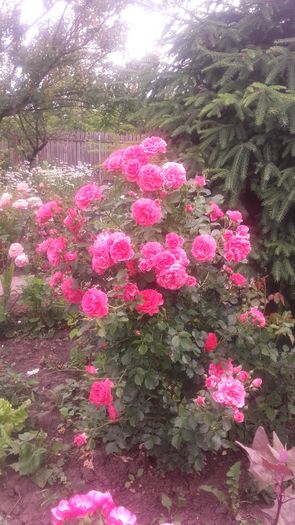 20160521_102544 - trandafiri urcatori 2016