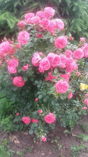 Rosarium Uetersen - trandafiri urcatori 2016