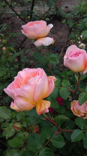 20160521_112901