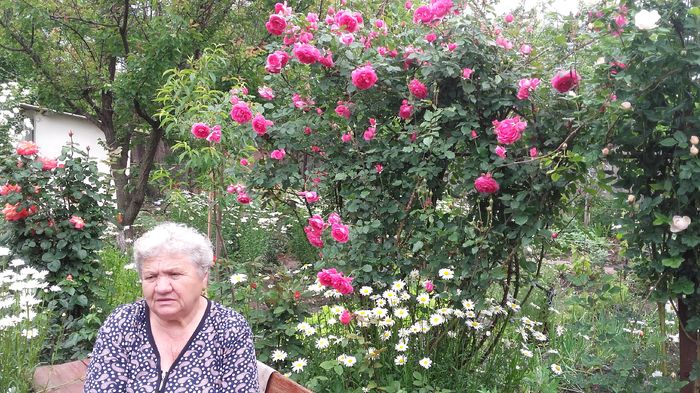 mama mea scumpa si draga - trandafiri urcatori 2016