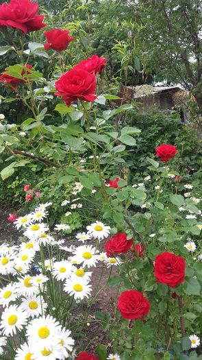 al treilea rosu , anul trecut a fost corai !!! - trandafiri urcatori 2016