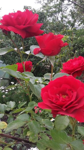 20160521_114639 - trandafiri urcatori 2016