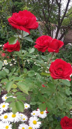 20160521_114647 - trandafiri urcatori 2016