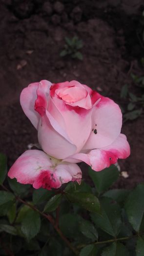 20160521_114658 - trandafiri 2016