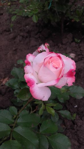 Rosenstadt Freisin - trandafiri 2016