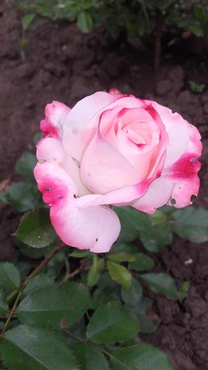 20160521_114811 - trandafiri 2016