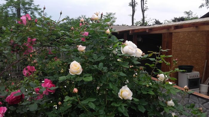 uetersener klosterrose