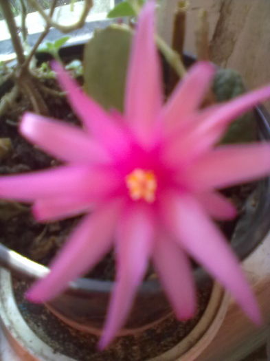 ABCD0003; cum se  numeste
