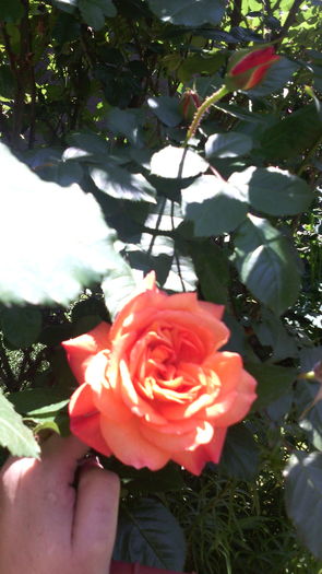  - Flori de gradina- 2016