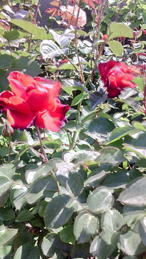  - Flori de gradina- 2016