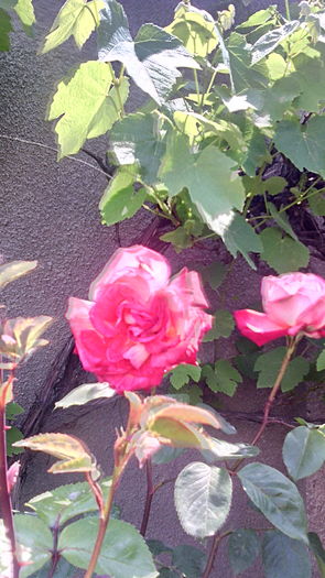  - Flori de gradina- 2016