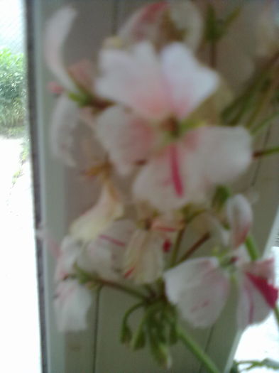 ABCD0018 - muscate 2016