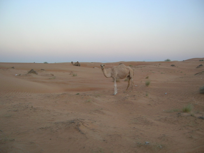 un 4x4 autentic - prieteni