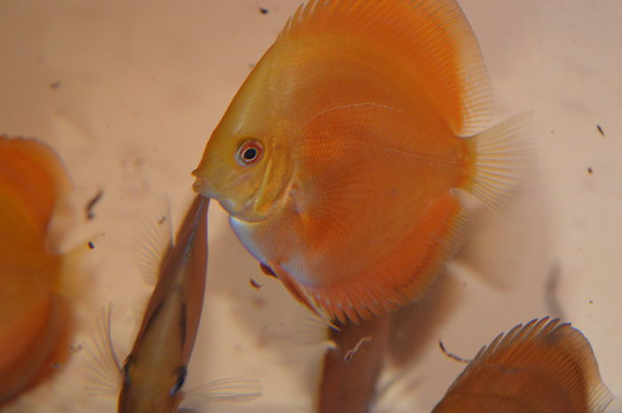 DSC_0228 - Golden sun merah