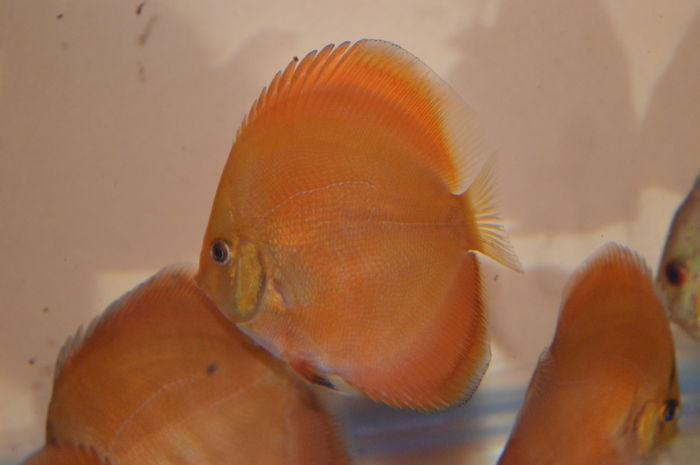 DSC_0230 - Golden sun merah