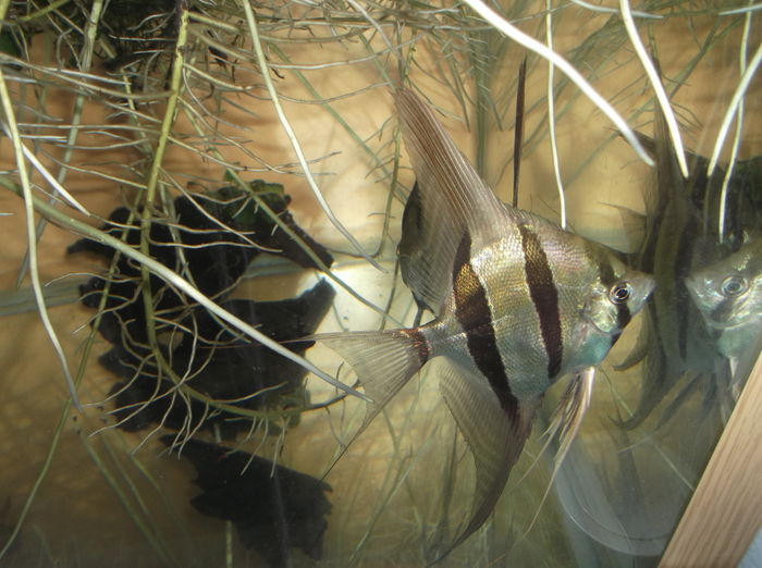 DSCF8528 - Altumi Orinoco