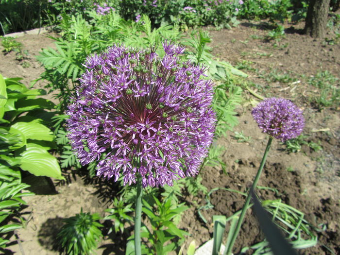 Alium