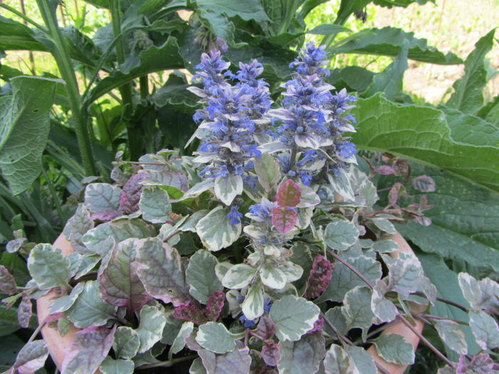 Ajuga