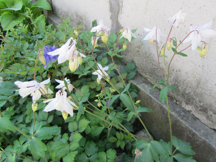 IMG_0227 - Flori de gradina-2016-Primavara