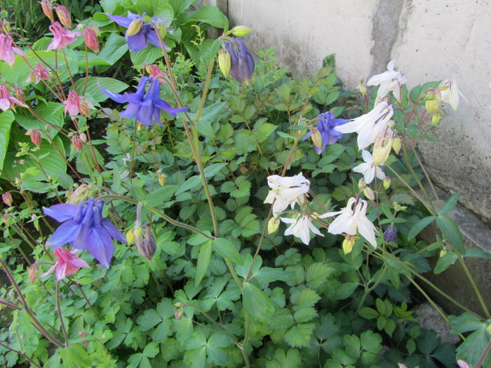 IMG_0228 - Flori de gradina-2016-Primavara