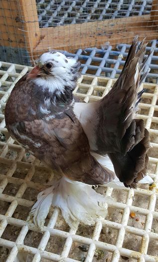 20160508_135624-1 - PUISORI 2022