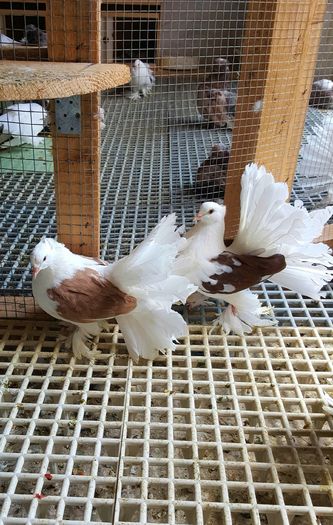 20160508_135536-1 - PUISORI 2022