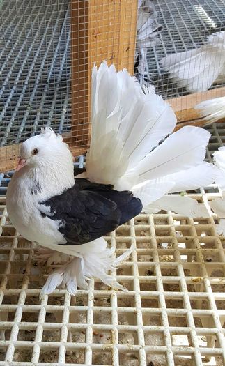 20160508_135521-1 - PUISORI 2022