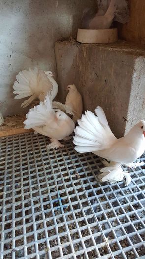 20160427_185450 - PUISORI 2022