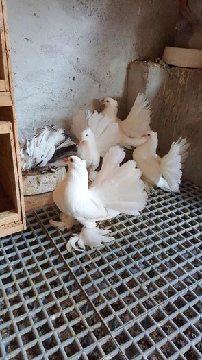 20160427_185411 - PUISORI 2022