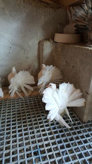 20160427_185356 - PUISORI 2022